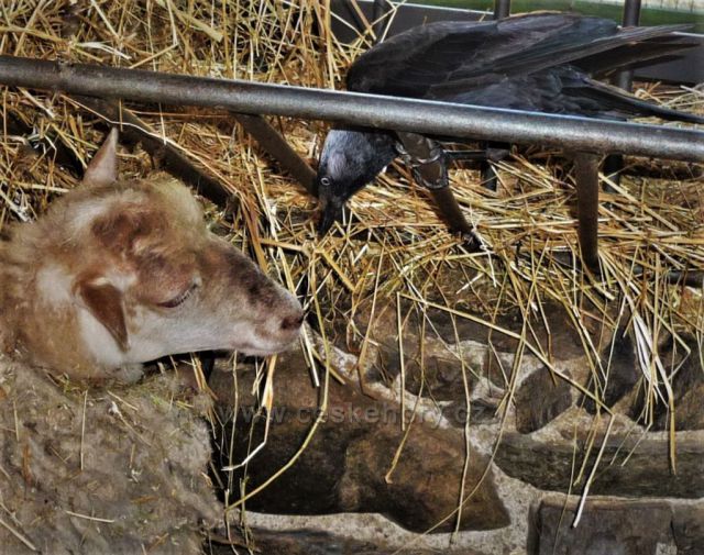 Vzájemná zvědavost
Farma domácích zvířátek v Podkrušnohorském zooparku)
