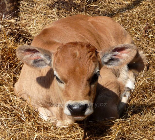 Něžná telecí ouška
(farma domácích zvířátek v Podkrušnohorském zooparku)