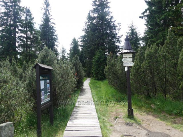 Jizerské hory - chodník k výhledovému místu Rašeliniště Jizerky.