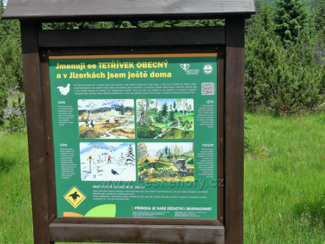 Jizerské hory - "Tetřívčí" panel u Jizerské silnice.