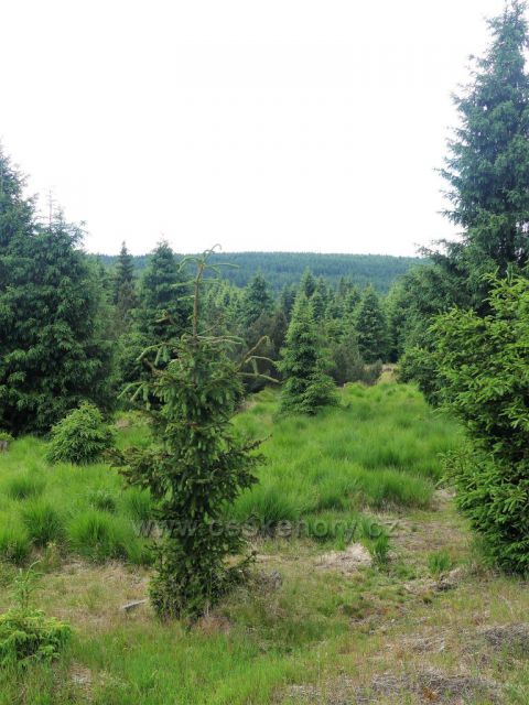 Jizerské hory - Rašeliniště Jizerky, Borkoviště