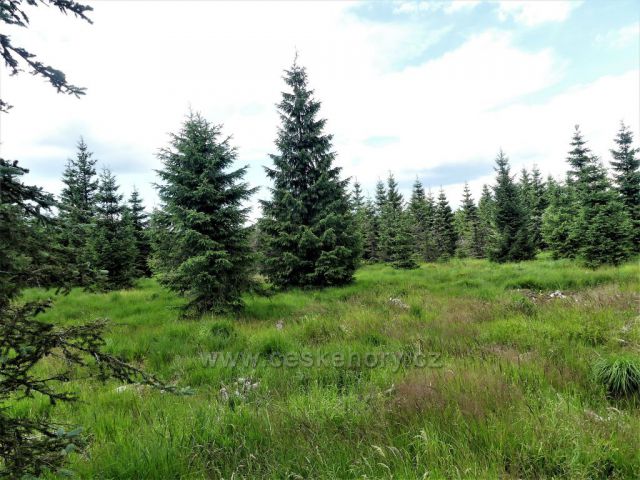 Jizerské hory - Rašeliniště Jizerky