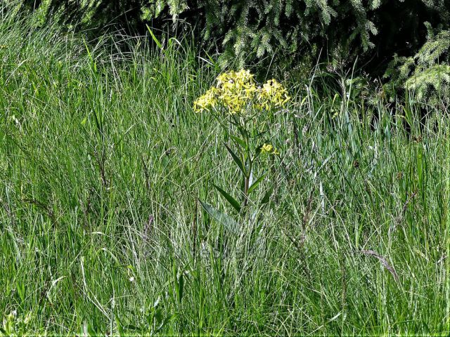 Jizerské hory - Starček u Jizerské silnice