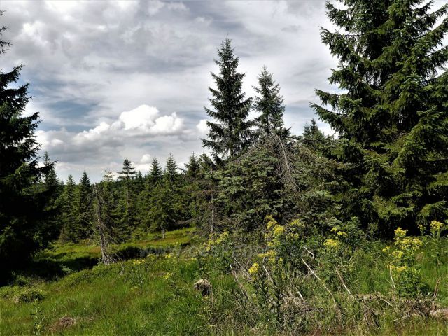 Jizerské hory - Lesní porost podél Jizerské silnice