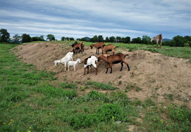 Okolí pevnosti v Terezíně spásají kozy