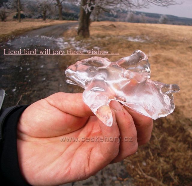 poslední zimní den,ledový pták přinesl jaro...