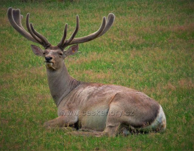 Zoopark Chomutov
(dokonalé paroží)