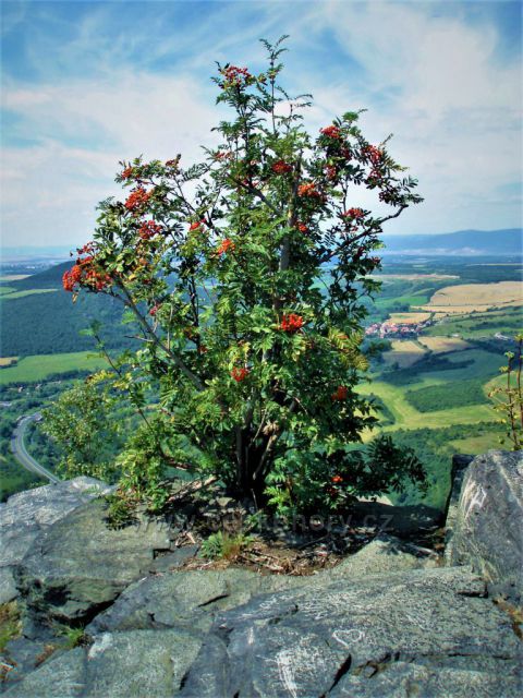 Jeřabina na vrcholu
(neklamný posel podzimu)
