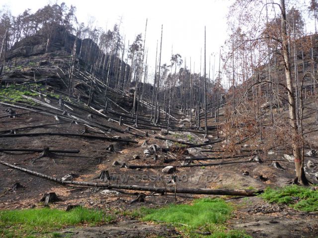 Požářiště v Hřensku
