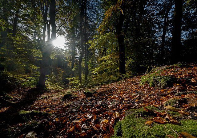Podzimní les na Křemešníku