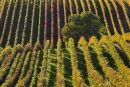 Čejkovické vinohrady