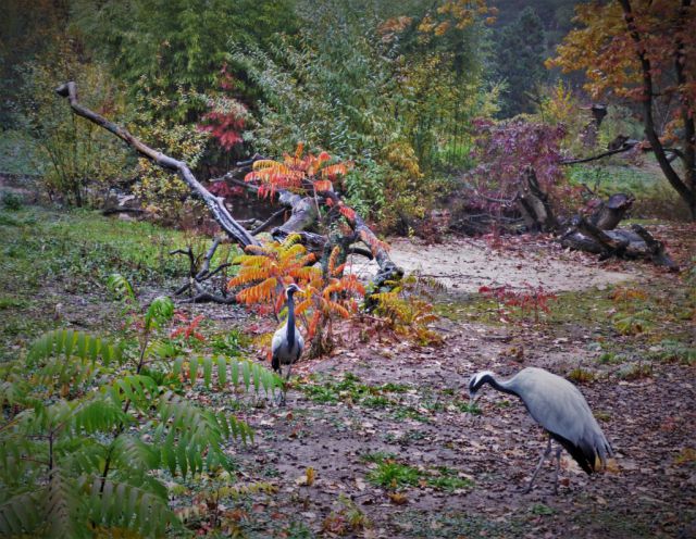 Podzimní toulky Podkrušnohorským zooparkem