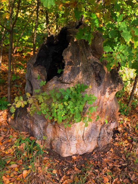 Barvy podzimu v Chomutově
(Zoopark)