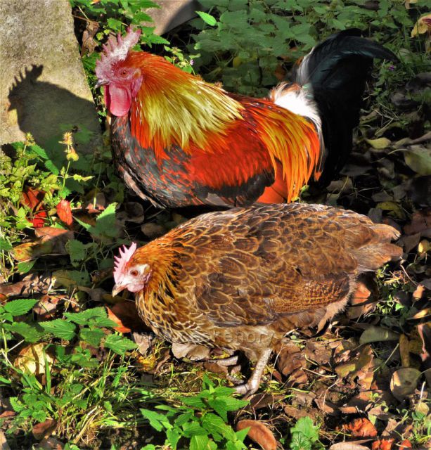 Barvy podzimu v Chomutově
(Zoopark)