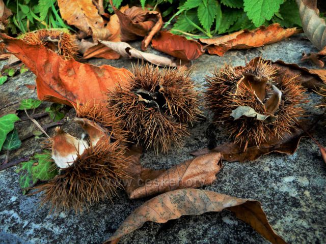 Barvy podzimu v Chomutově
(Zoopark)