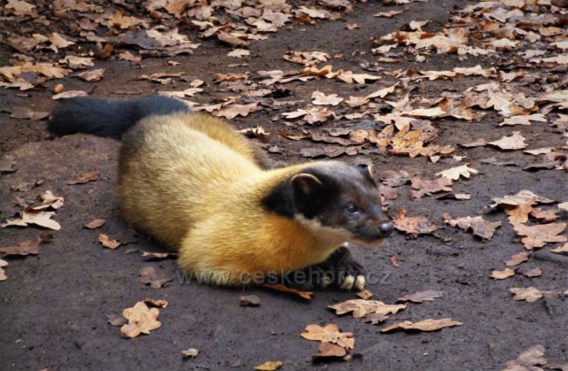Podzimní toulky
(Podkrušnohorský Zoopark)
