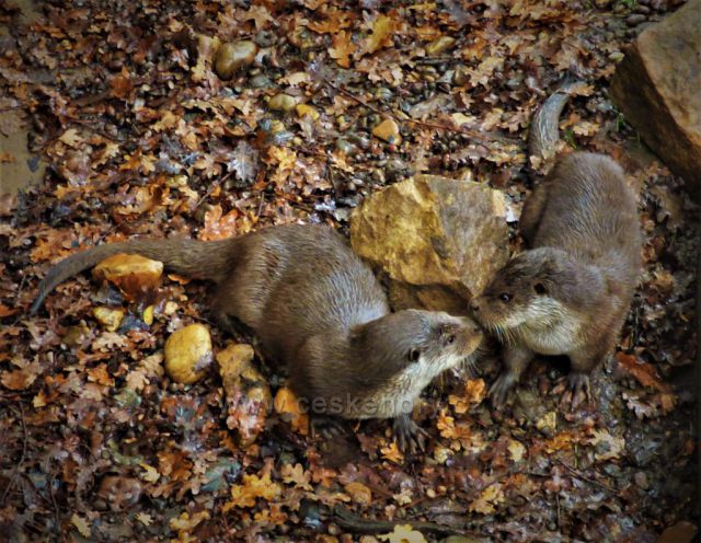 Podzimní toulky
(Podkrušnohorský Zoopark)