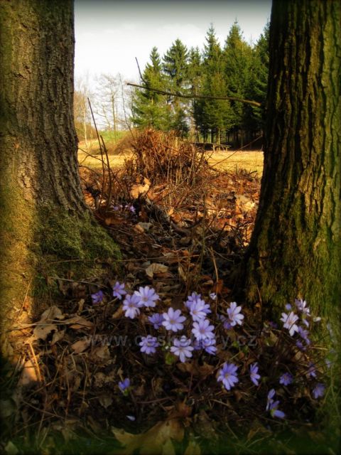 jaro v lese