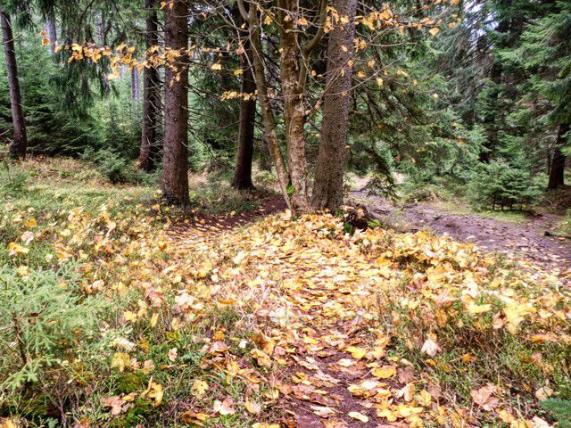 Jesenické hřebeny podél hranice