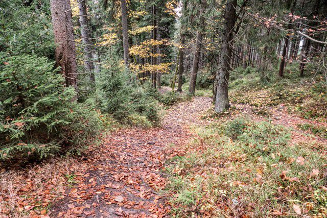 Jesenické hřebeny podél hranice