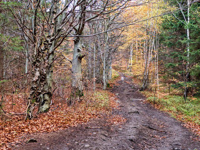 Jesenické hřebeny podél hranice