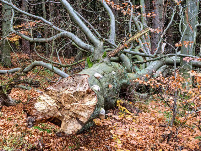 padlý strom
