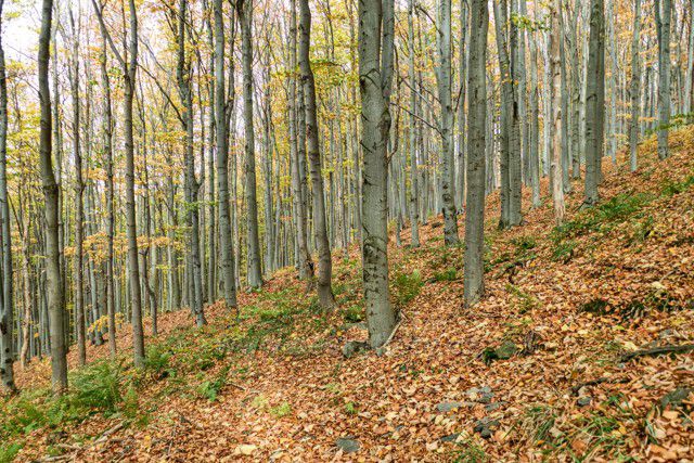 Lesy Biskupské Kopy