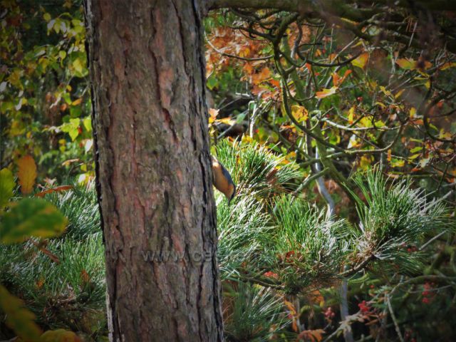 Podzimní putování