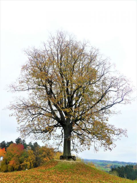 Skuhrov nad Bělou. Památná lípa v Hrašticích.