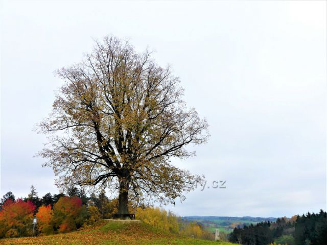 Skuhrov nad Bělou. Památná lípa v Hrašticích.
