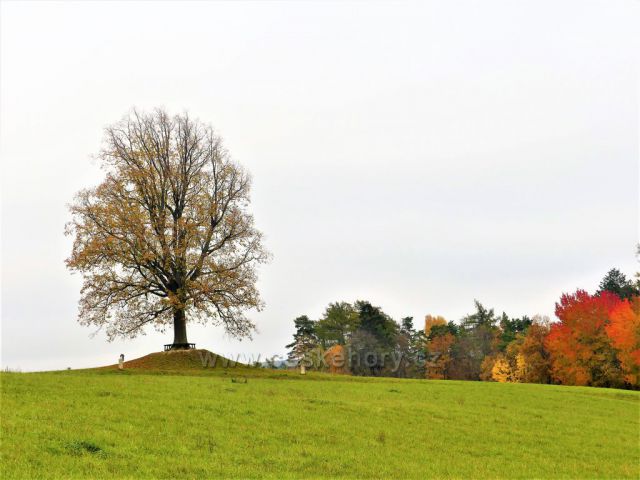 Skuhrov nad Bělou. Pohled na Skuhrovskou památnou lípu z Hrašetické aleje.