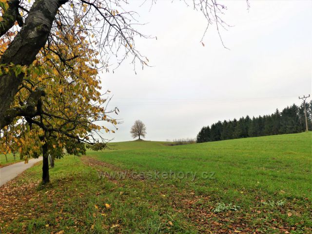 Skuhrov nad Bělou. Pohled ke Skuhrovské památné lípě.