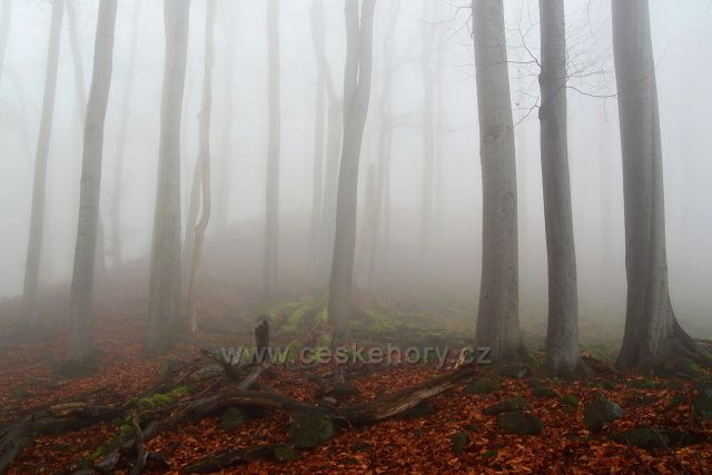 Bukový les v PR Březina