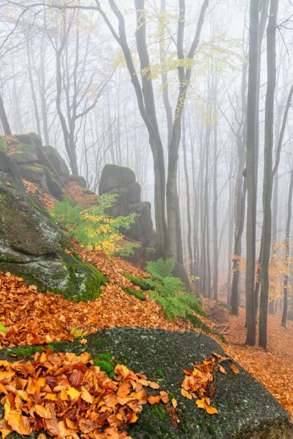 Mlhavý podzim v bučinách - pod Tanvaldským Špičákem