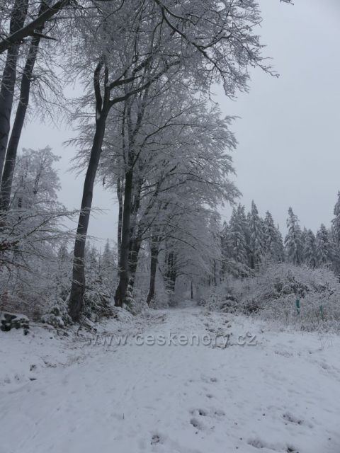 Buková alej nad cestou k Polomu