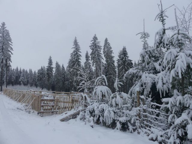 Nová oplocenka u cesty na Polom