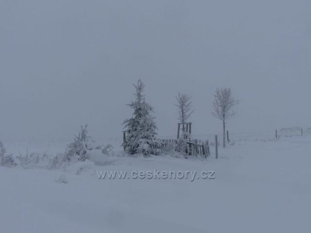 Remízek před vrcholem vrchu Polom.