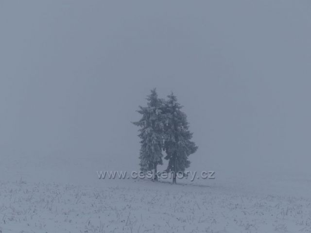 Pohled na solitérní smrky na úbočí vrchu Polom.