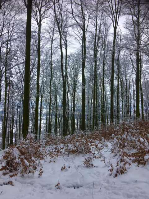 Zasněžený les