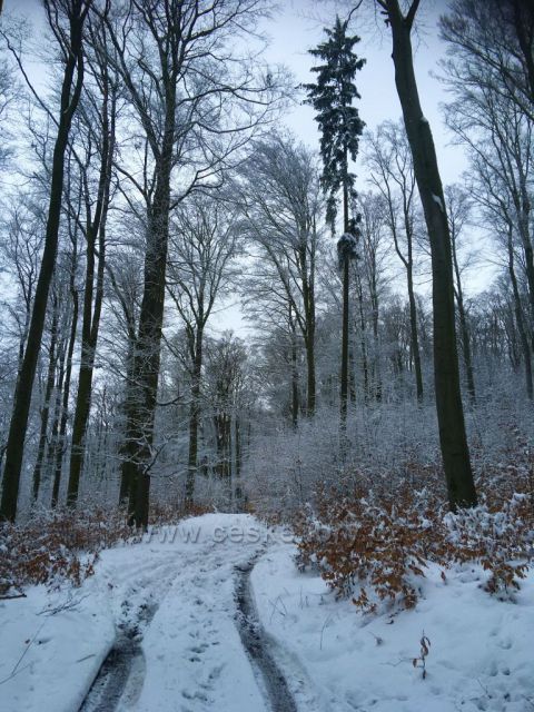 Zasněžená cesta II.