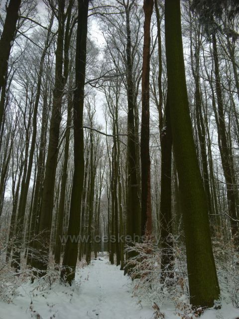 Zasněžená cesta III.