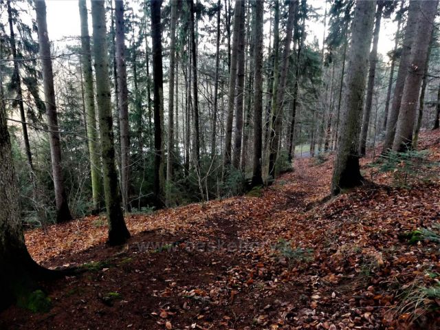 Nekoř. Stezka lesem k horním objektům MVE Pastviny.