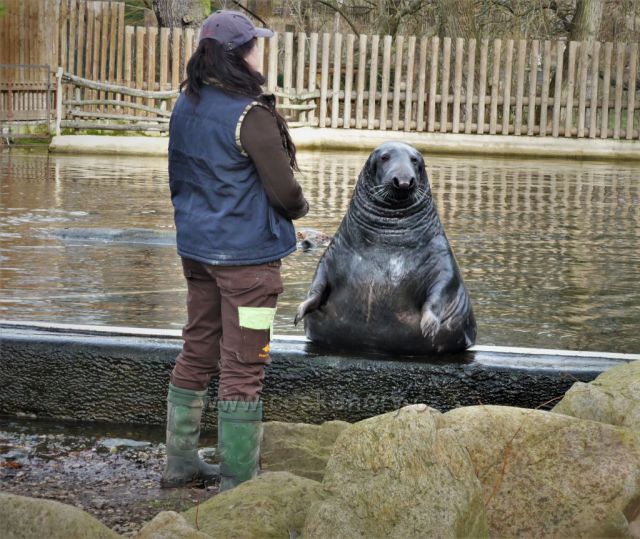 Podkrušnohorský zoo park
(nejstarší tuleň v lidské péči na světě - 40 roků)