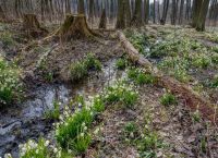 Přírodní rezervace Jechovec u Staré Říše
