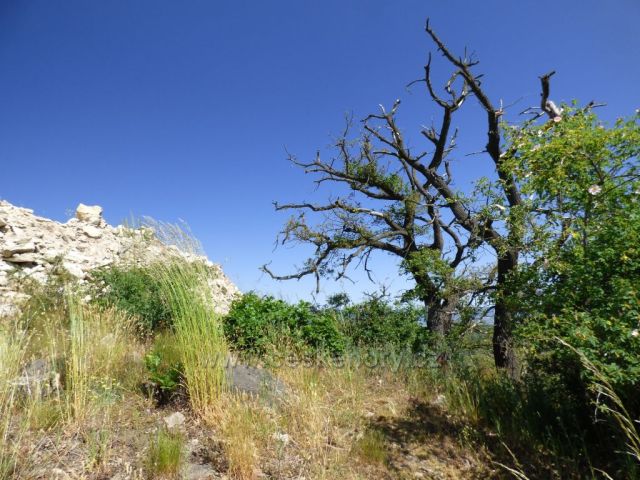 Suché duby na vrcholu Želenického kopce