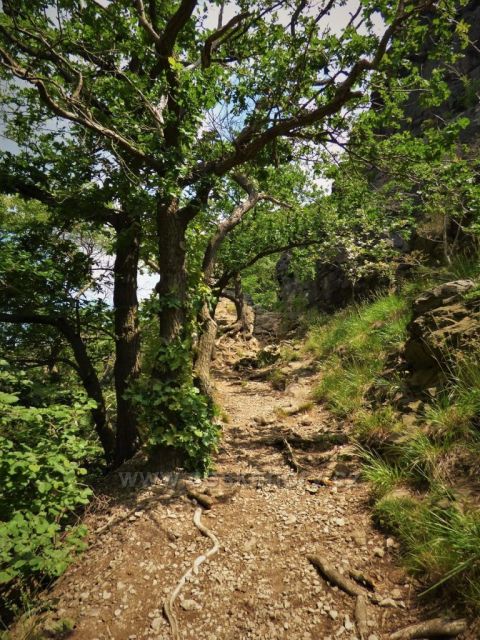 Pokroucené duby na cestě vzhůru