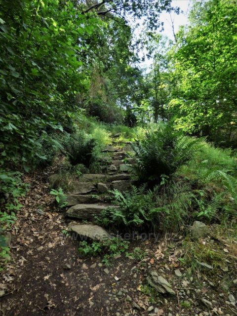 Cesta mezi kapradinami