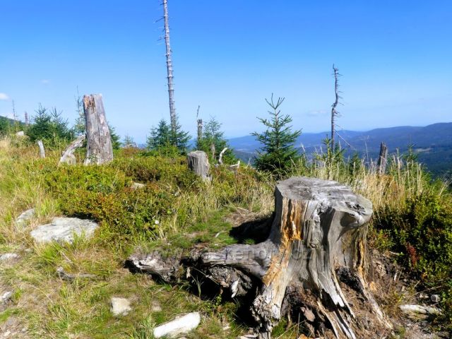 Lesní porost na úbočí vrchu Stříbrnická