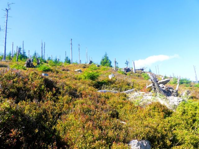 Úbočí vrchu Stříbrnická z velké části pokrývá porost borůvky.
