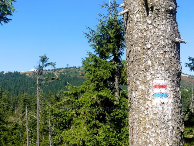 Pohled z trasy k sedlu Stříbrnická k vrcholu Králického Sněžníku.